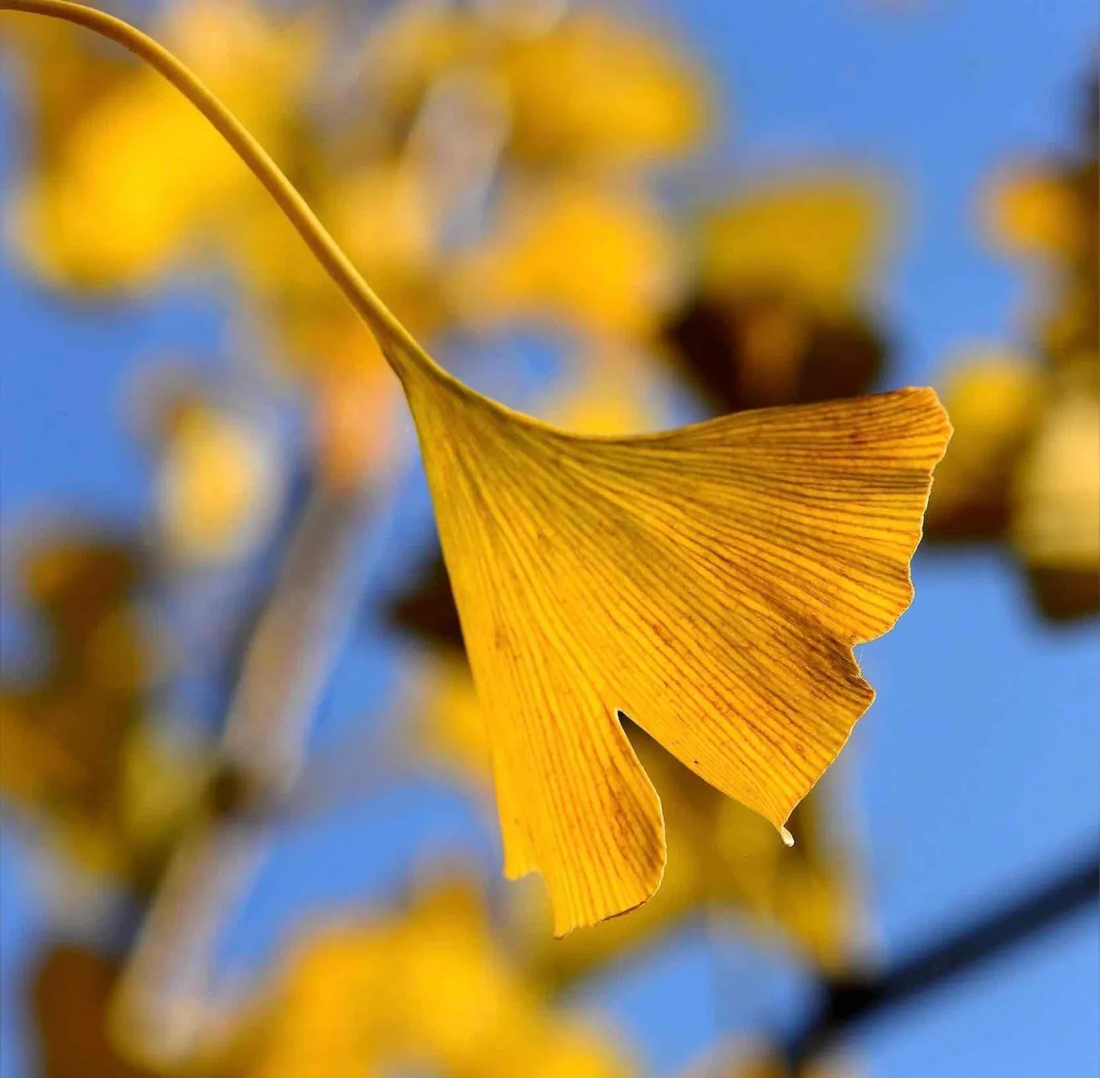 Ginkgoblatt – Pietät Baar, Bestattungsinstitut in Offenbach am Main
